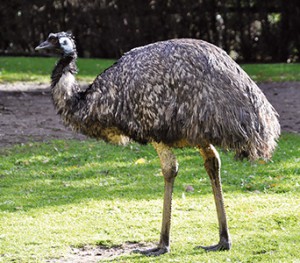emu-hnedy-1.jpg