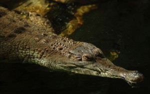 krokodil-stitnaty-1.jpg