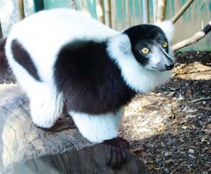lemur-vari-1.jpg