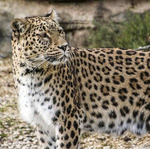 leopard-perzsky-1.jpg